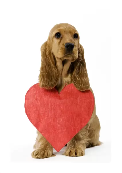 Dog - English Cocker Spaniel puppy in studio with paper heart around neck