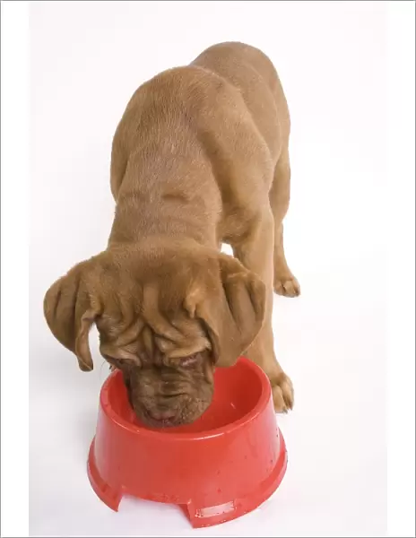 Dog - Dogue de Bordeaux  /  Bordeaux  /  French Mastiff in studio drinking from bowl
