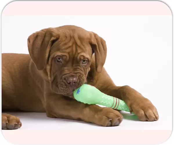 Dog - Dogue de Bordeaux  /  Bordeaux  /  French Mastiff in studio - biting on dog chew