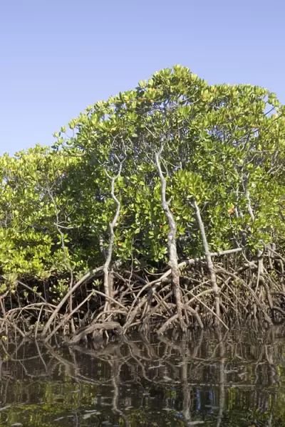 Red mangroves - along coastline of Manda Island near Lamu, Kenya, Africa