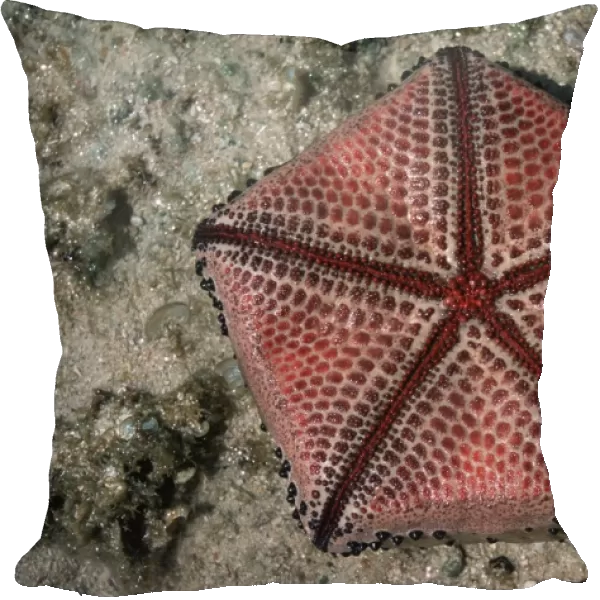 Ventral view of Cushion Star showing pentameric pattern Tanzania