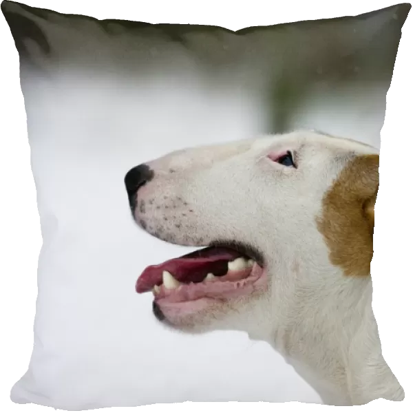 Dog - Bull Terrier portrait in winter snow