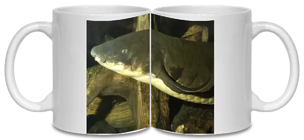 Lungfish- Australia, Murray River and its tributaries. Very ancient air breathing fish. Endangered species