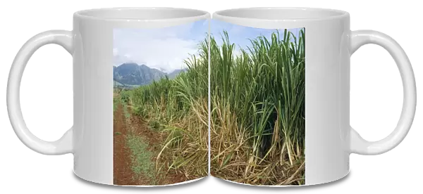 Sugarcane Plantation Hawaii