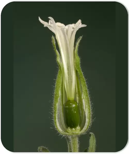 White Campion - cross-section of a female flower Europe
