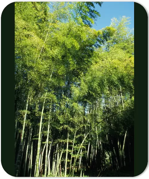 Bamboo - forest