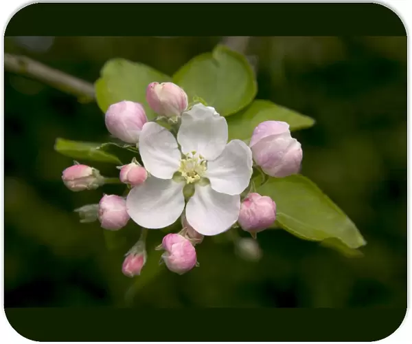 Apple Tree - flower and buds