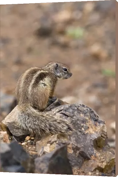 Barbary Ground Squirrel - Fuerteventura - Canary Islands