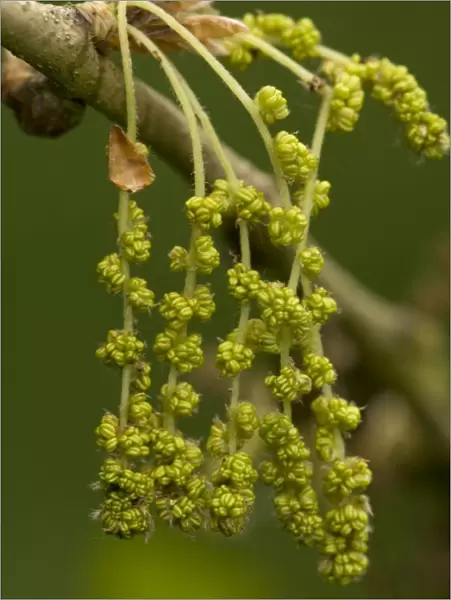 Male catkins of pedunculate (common) oak, spring