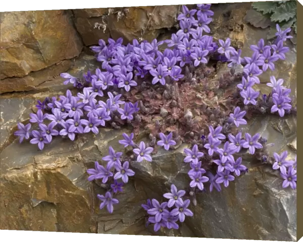 An endemic Peloponnese rock bellflower. Mani peninsula. Greece