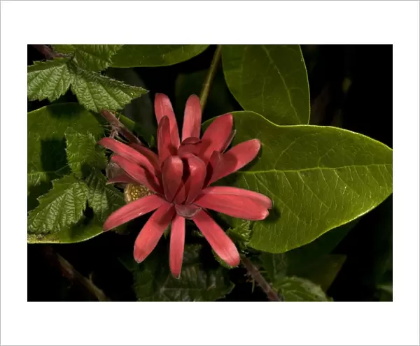 Spice bush  /  Californian Allspice - in flower