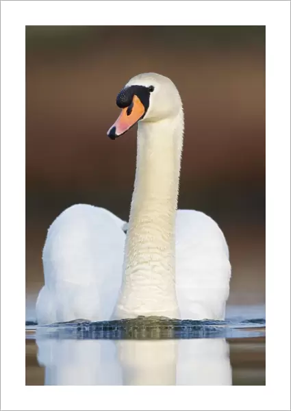 Mute Swan - adult - Cleveland - UK
