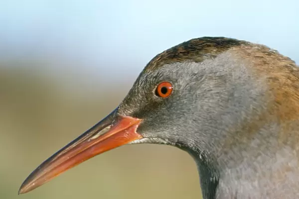 Water Rail - close-up of head