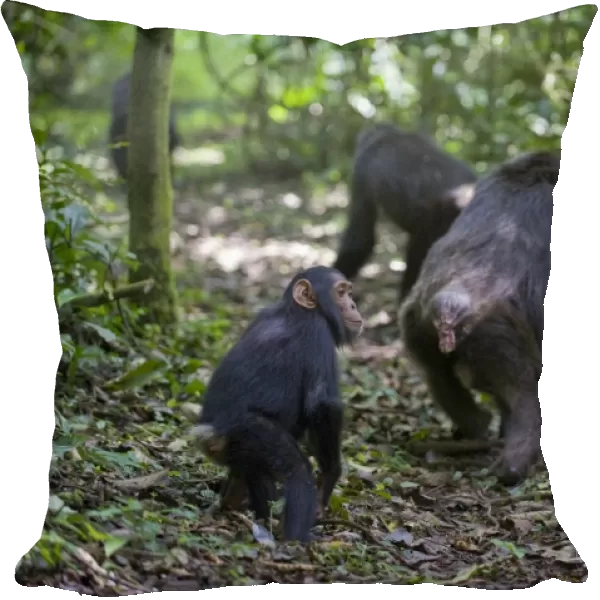 Chimpanzee - juvenile following mother and other family members on forest trail - tropical forest - Western Uganda - Africa