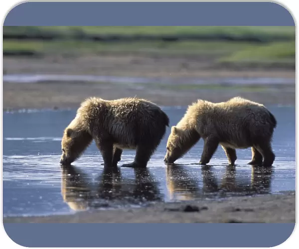 Alaskan Brown Bear - drinking water - Katmai National Park - Alaska