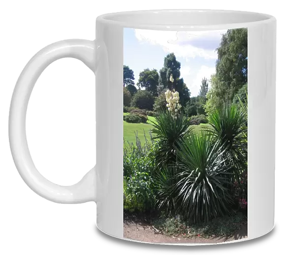 Yucca x muelleri aloifolia x constricta - In garden