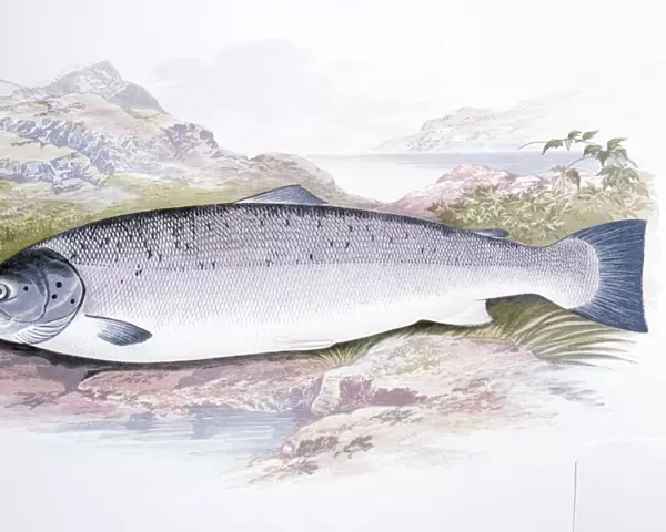 Lithograph - of Salmon
