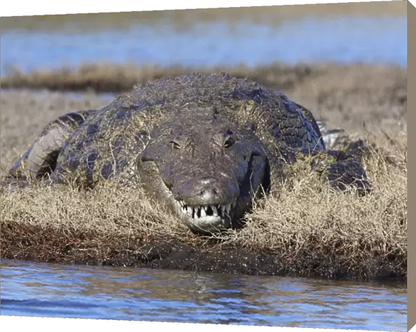 Crocodile, Chobe river, Chobe Nationalpark, Botswana