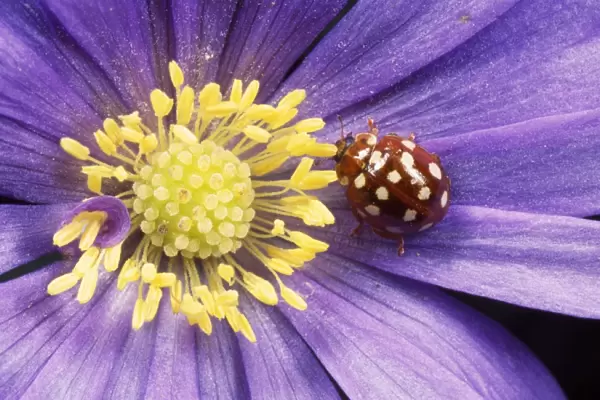 14-spot Ladybird - on anemone flower UK