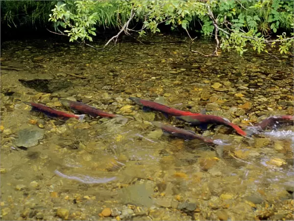 Sockeye Salmon - spawning stream. LX105