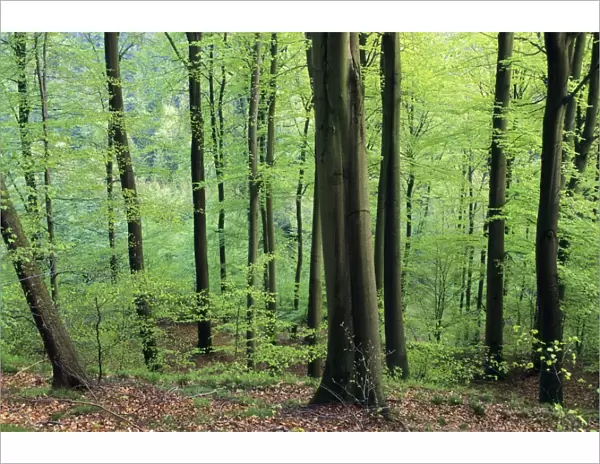 Beech Trees - woodland in spring, Lower Saxony, Germany