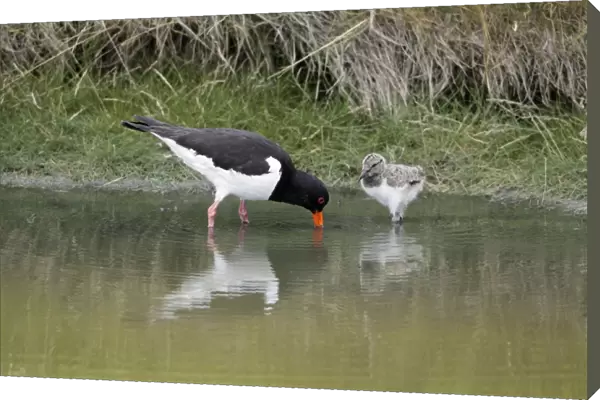 Oystercatcher - parent bird with chick in creek searching for food, Island of Texel, Holland