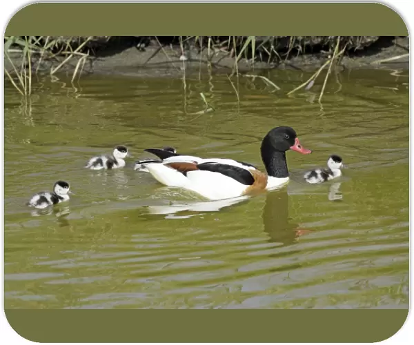 Shelduck - male parent bird swimming in creek with ducklings, Island of Texel, Holland
