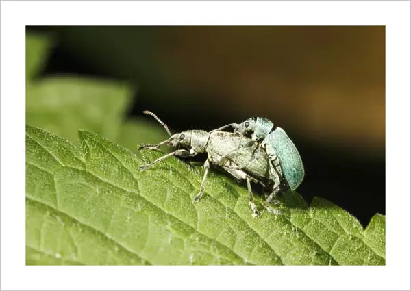 Nettle Weevils - pair mating on nettle leaf, Lower Saxony, Germany