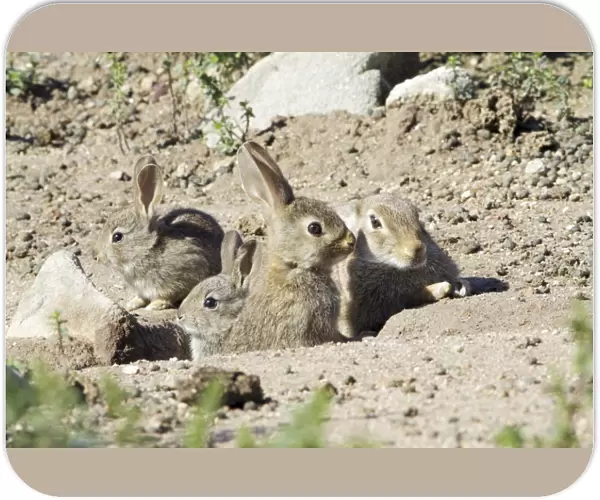 Wild Rabbit - doe with 3 babies, at burrow entrance, region of Alentejo, Portugal