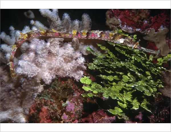 Ornate Pipefish - Hiding in soft coral and calcaeous alga. Banda, Banda sea, Indonesia, Indo Pacific PIP-003