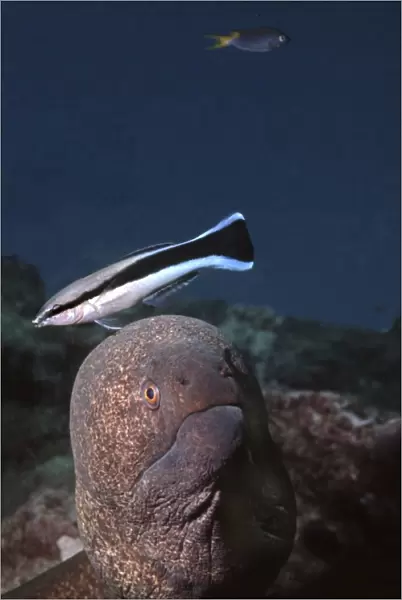 Moray Eel & Cleaner Wrasse (Labroides Dimidiatus) - The little wrasse does a soft dance on the eel's head to signal she is about to start cleaning him. Heron Island, Great Barrier Reef
