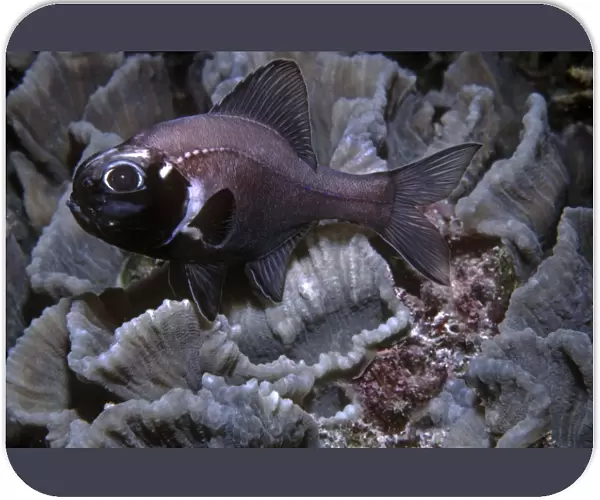 Flashlight Fish - these fish have a symbiotic bacterium that produces the light as a byproduct of metbolsim. They are totally nocturnal, living by day deep in caves. Banda sea, Indonesia