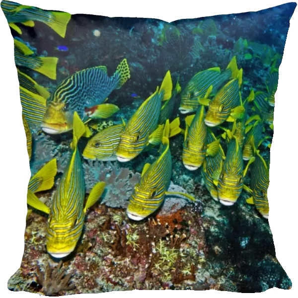 Ribbon Sweetlips - resting together waiting for night when they move over the reef to feed - Indonesia