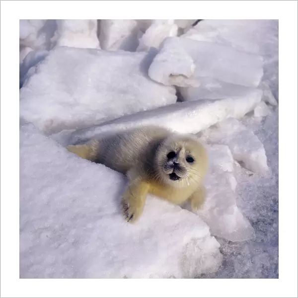 Caspian Seal - pup - fur changing from yellow to white