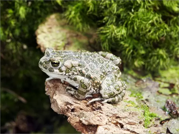 European Green Toad. Alsace - France