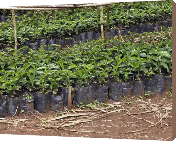 Coffee Plants Awassa Ethiopia