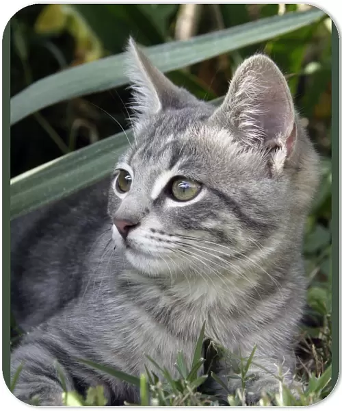 Cat - Kitten in garden