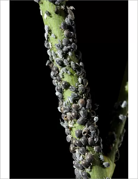 Black Aphid - colony - Provence - France