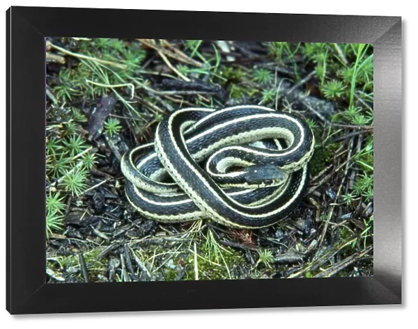 Common  /  Eastern Garter Snake