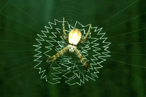 CLY02083. AUS-305. St Andrews Cross spider - juvenile in web with juvenile-type