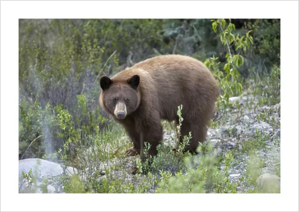Black Bear - female - feeding by the side of road - Canadian Rocky Mountains - Alberta - Canada MA002166