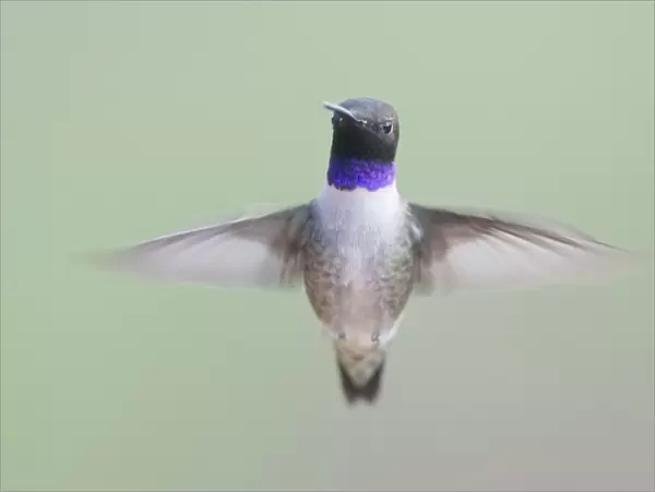 Black-chinned Hummingbird - male - in flight - British Columbia - Canada BI019228
