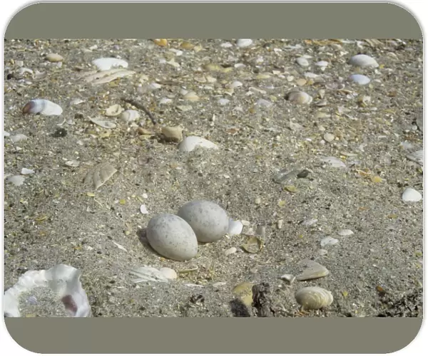 Fairy Tern nest - in sand with two eggs - New Zealand