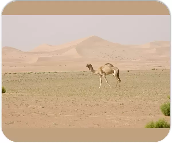 Dromedary  /  Arabian Camel - walking in the desert - Abu Dhabi - United Arab Emirates