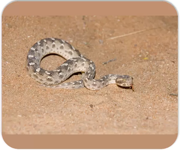 Sind Saw Scaled Viper - Abu Dhabi - United Arab Emirates