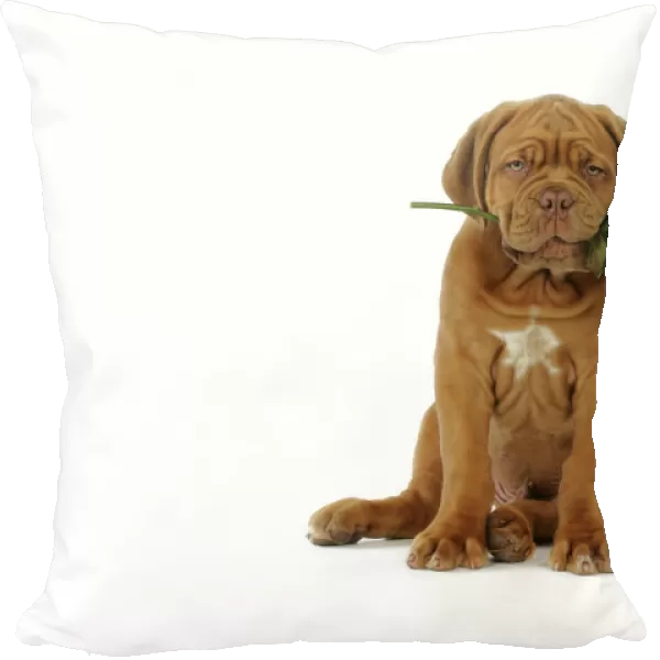 DOG. Dogue de bordeaux puppy sitting down holding a rose