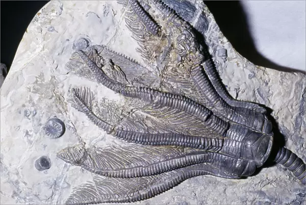 Crinoid Fossil - 'Sea Lilies' Triassic period 240 m. y. a. Northern Germany