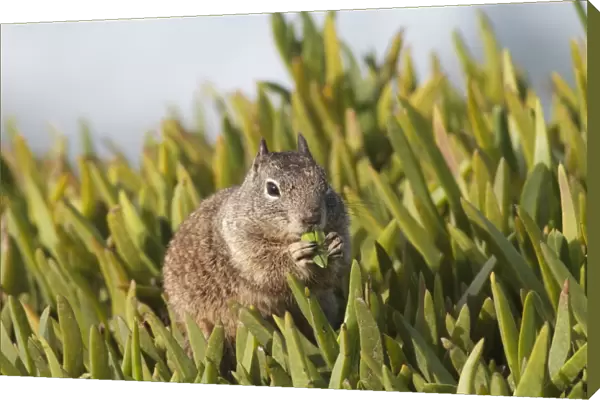 California Ground Squirrel - feeding - Lajolla cliffs in San Diego, California, USA in January