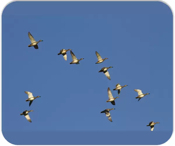 Gadwall - Flock of birds in flight. England, UK