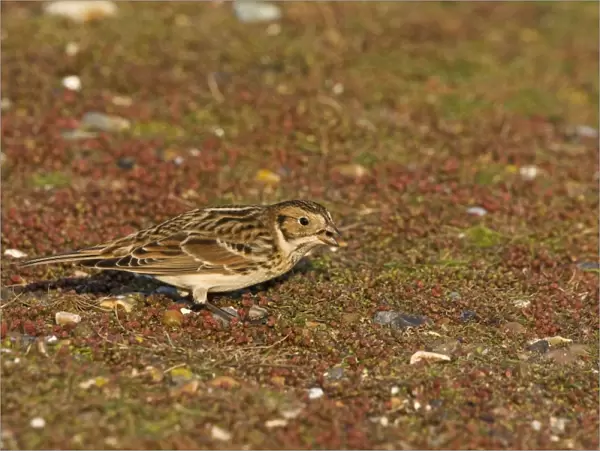 Lapland Bunting - Winter plumage - feeding - December - North Norfolk - UK